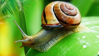 घोंघा (Snail) के बारे में अजीबो-गरीब बातें || Interesting facts about Snail In Hindi ||