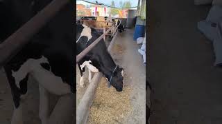 #trending #viral #animals #cow #breeding #ytshorts #phddairywala