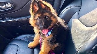 German Shepherd Puppies Compilation 2017