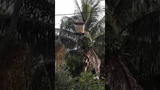 10-20-21 Crazy dude cutting tree & woodpeckers in the bird feeder