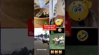 Try Not To Laugh Challenge -  The best and funniest pets world#shorts #tiktok #viral #animals