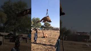 Camels loadind #camel #youtubeshorts #youtube #goat #ytshorts #shorts #shortvideo