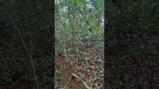 Ondadike shambhulink temple in thick forest #temple #forest