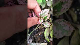 How to propagate Polka Dot Plant #shorts