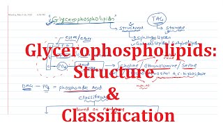 18. Glycerophospholipids: Common Structure and Classification