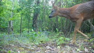 Roe and muntjac deer