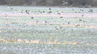 Czajki (Vanellus vanellus) i szpaki (Sturnus vulgaris) na przelotach