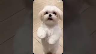 Cute Puppy Dance