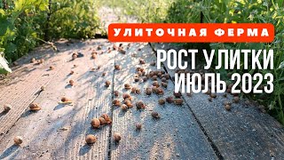 Рост Улитки на ферме Июнь 2023 | Ферма улиток Снэйлсэко, Беларусь Брест