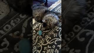 Кошка играет с мышкой! Cat playing with mouse