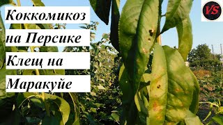 Коккомикоз на Персике - Клещ на Маракуйе