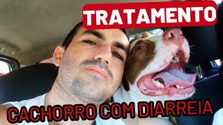 Como tratar CACHORRO com DIARRÉIA - Dica infalível!!!