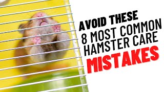 8 Common Hamster Care MISTAKES