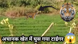 खेत मैं आ गया 🐅टाईगर 😱 किसान देखकर दहशत में आ गए