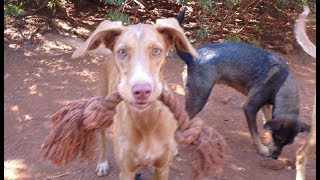 My Happy Pack Of 10 Rescued & Adopted Dogs