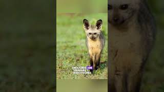 Nature's Sharp-Eared Insect Hunter of the African Savanna. #shorts #ytshorts