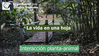 La vida en una hoja  -  Ecología Tropical Y Conservación 2022