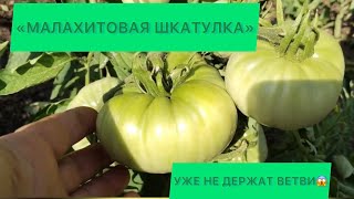 Томат «малахитовая шкатулка», загрузка 2024!💪🏼🍅