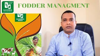 एका शेळीच्या चाऱ्यासाठी किती जमीन लागते|Green Fodder|SAIVIDISHA Seeds.