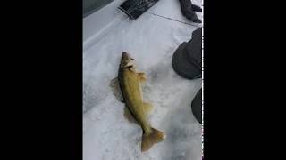 Giant Walleye Caught on a Rapala Rippin Rap