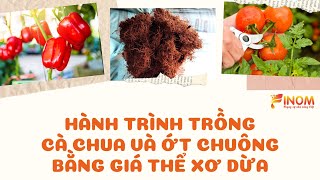 HÀNH TRÌNH TRỒNG CÀ CHUA VÀ ỚT CHUÔNG BẰNG GIÁ THỂ XƠ DỪA TRONG NHÀ MÀNG