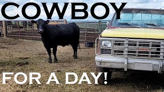 Black Angus Branding Day - Herding Cattle On Foot, Rocky Mountain Foothills Ranch