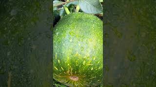 Pumpkin Flower to Harvest