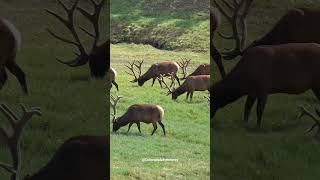 Bull Elk Herd in the Rocky Mountain National Park