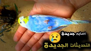 تحديثات جديدة ع المحمية | واصابه احدى الطيور ومحاوله علاجه 🥺