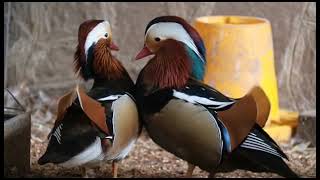 mandarin ördegi   ( mandarin duck  )