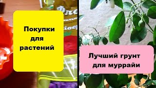 Лучший грунт для муррайи // Покупки для растений