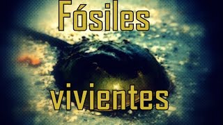 6 Fósiles vivientes