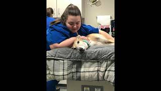 The Story of Shark | Greyhound | IndyVet Blood Donation Center