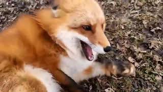 Fox giggles