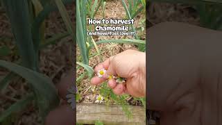 How to harvest chamomile and meet hoverflies 😉