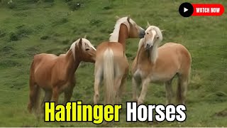 Haflinger Horses: A Symphony of Beauty Horse Breeding #secretanimals @secret_animals