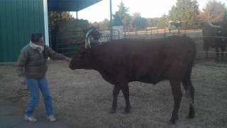 Trick Trained Texas Longhorn Cow Premier Gallorette.wmv