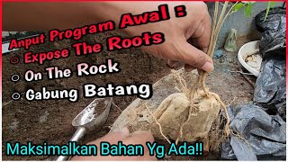 Step Awal - Anput On The Rock Bonsai Gabung Expose Roots