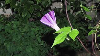 Morning glory bloomed Time lapse 朝顔の開花　タイムラプス　