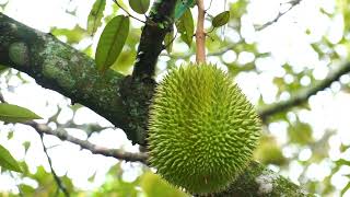 Zoom pohon durian yang sedang berbuah di T garden little bali, namorambe deli serdang