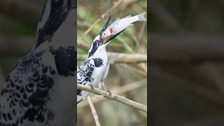 How Kingfisher kills a huge fish catch? Subscribe TrulyWild for raw wildife #trending #viral #canon