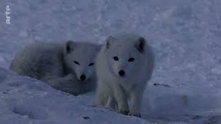 Polarnacht - Skandinaviens Wildnis im Winter Doku (2019)