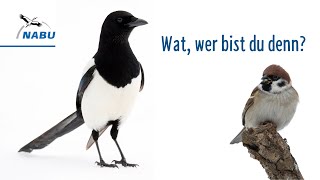 Wat, wer bist Du denn? - Die Elster