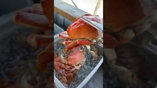 Learning video on how to cook crab! Cook for 20 mins ￼then Chill for 5-10 mins #dungenesscrab