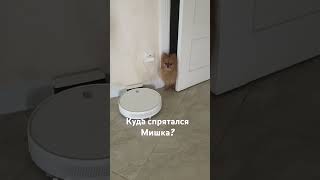 Миша и Лоя играют а прятки #шпиц