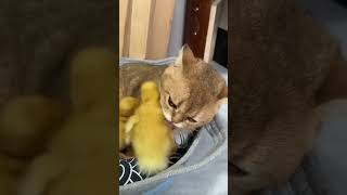 Cat videos cute cats kittens 😻🐾 #apnasaraikimonda #catvideos #funnycatvideos