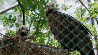 Monniksgieren Burgers’ Zoo adopteren kuiken