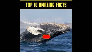 Unthinkable Rocking And Insane Animals Facts 🐠| Interesting Facts | #shorts #justujufacts