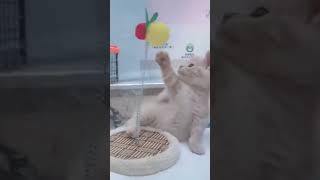 🐱"Kitty Cuteness Overload"🥰#cutecatshorts #cutecatshortsnew #cutecatvideo