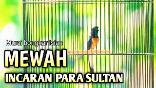 MURAI BATU GACOR AMPUH BUAT PANCINGAN MURAI BATU AGAR BUNYI CEPAT BIKIN MURAI BONGKAR ISIAN